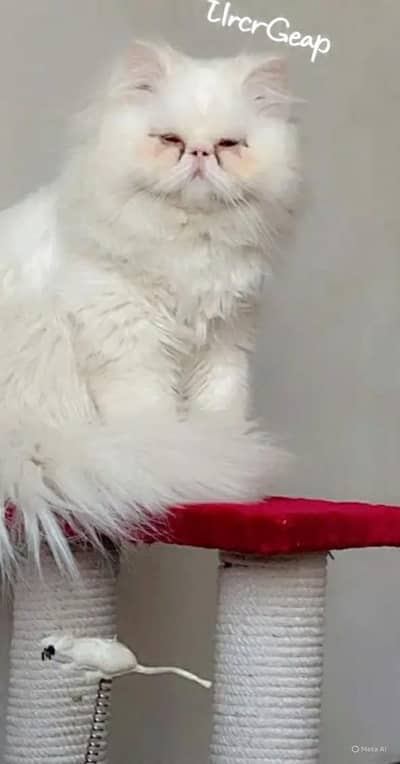 Persian Male cat for stud