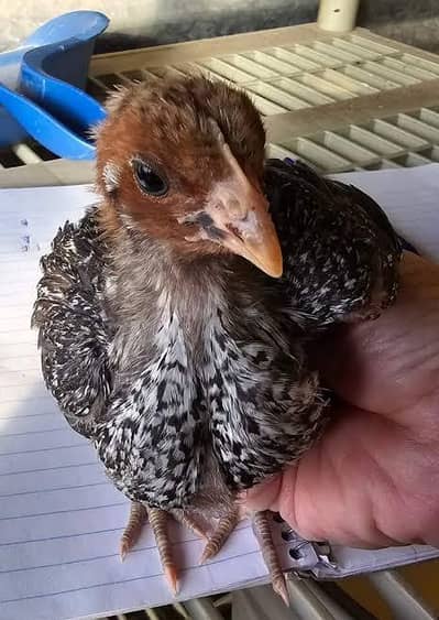 Egyptian Fayoumi| Chicks