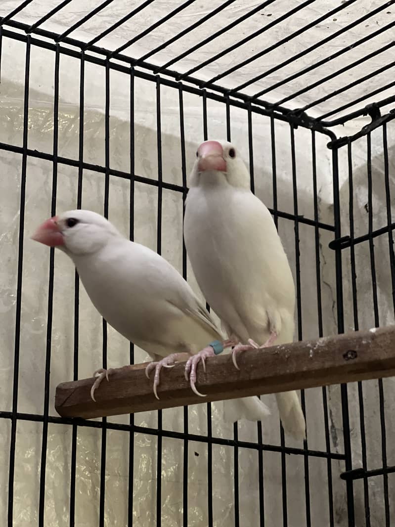 White java breeder 0