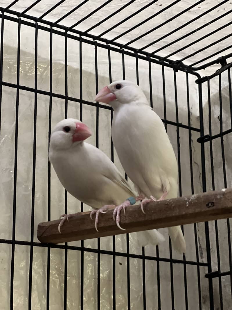 White java breeder 1