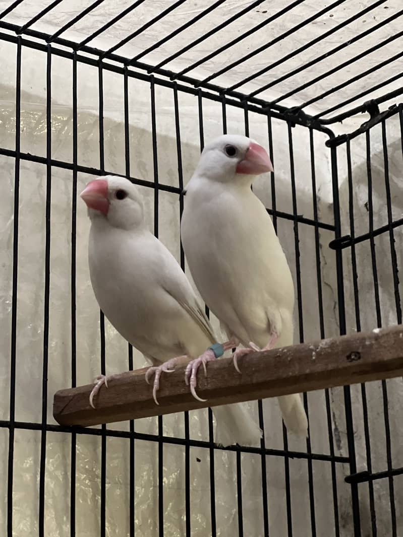 White java breeder 2