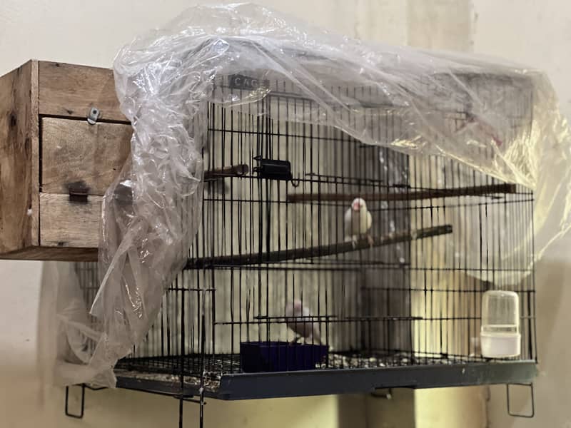 White java breeder 4