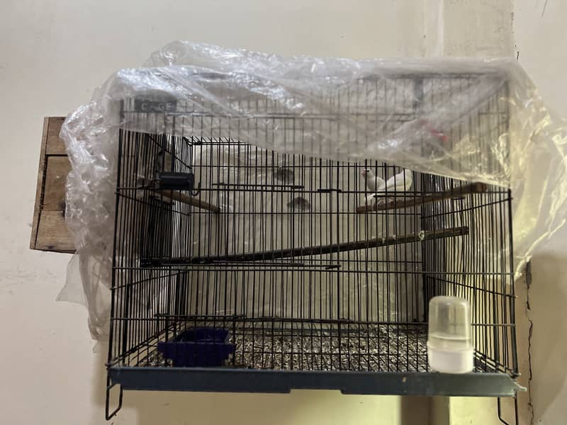 White java breeder 5