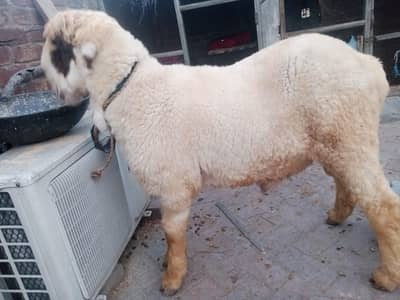 Mundro ka jora havey 8 ghR ka pala Howa sale he 03098287558