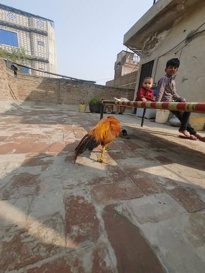 kana breeder ha outclassed