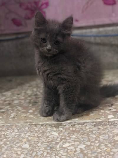 Beautiful grey kitten available for a loving home ”