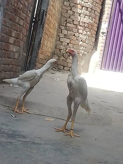 45000 piper wight jarman bred 4manth age