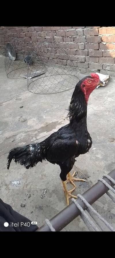 shamo pair  03204885211