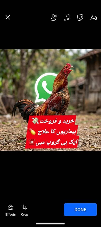 ہر طرح کے مرغوں کی خرید و فرخت اور علاج