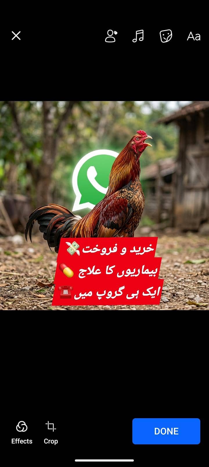 ہر طرح کے مرغوں کی خرید و فرخت اور علاج 0