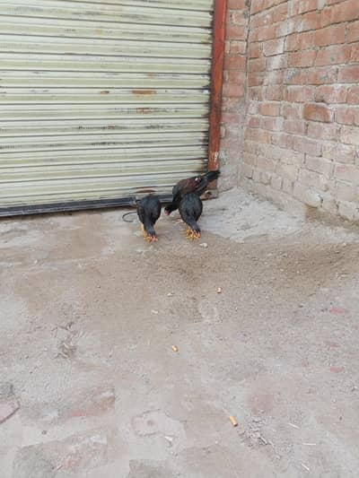 Thai pokoya janwar bahut acchi janwar hai