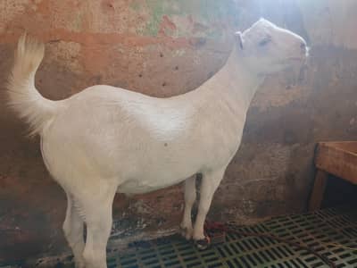 qurbani taddi bakra