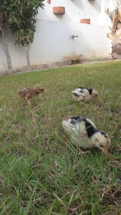 aseel chicks  phone num 03062210152