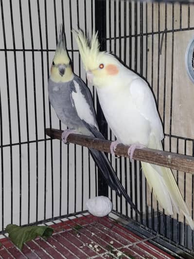 cockatiel pair