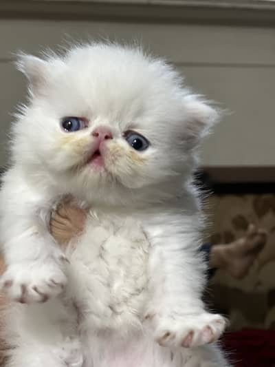 Pure Persian peki face