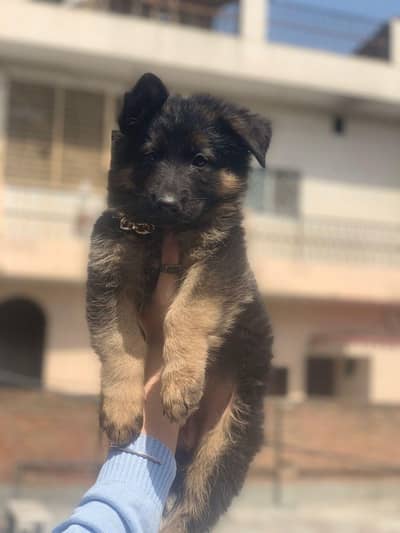 shafered female puppy