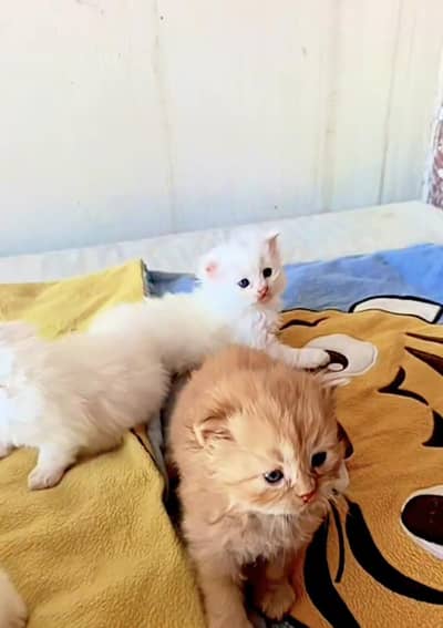 Persian trip all cout