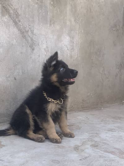 German shafered puppy