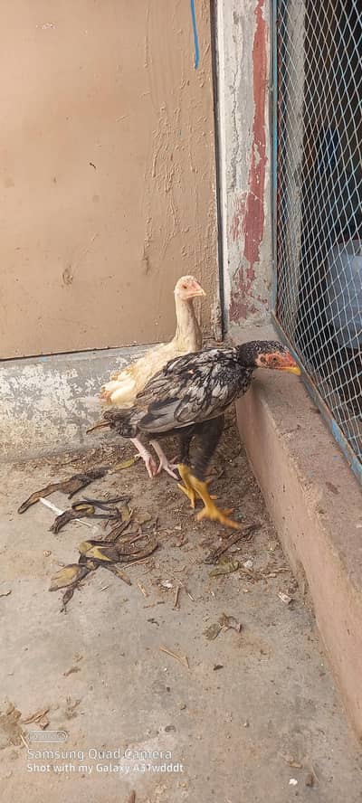 aseel pair available