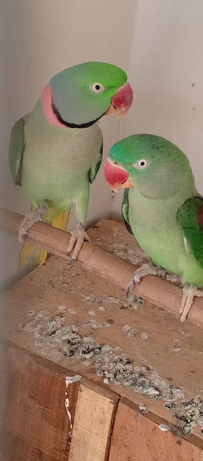 RAW PARROT "Breeder Pair" Very beautiful