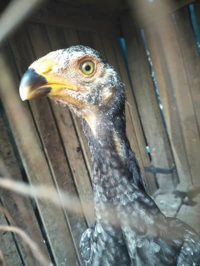 king shamo mel 3 month bule for sell