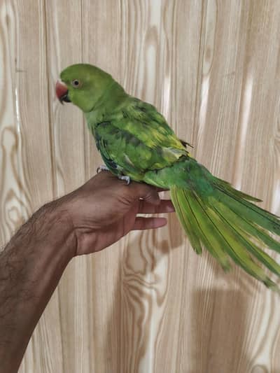 green ND yellow combino ring nck