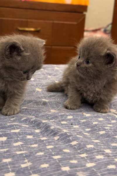 Triple Coated Persian Kittens