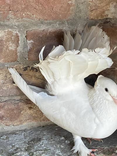 total 10 pice haa 4 breeder pair 1femail breeder 1 phata