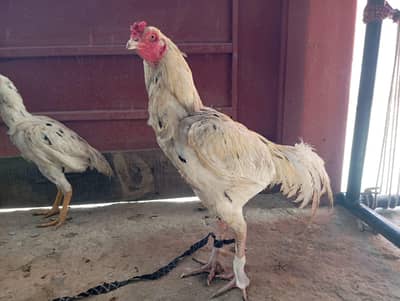 Pure aseel murga 2 years old and 5 kg