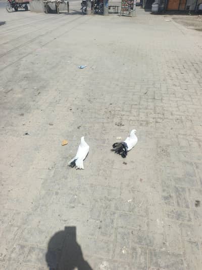 new super awan gds burewala road Arifwala