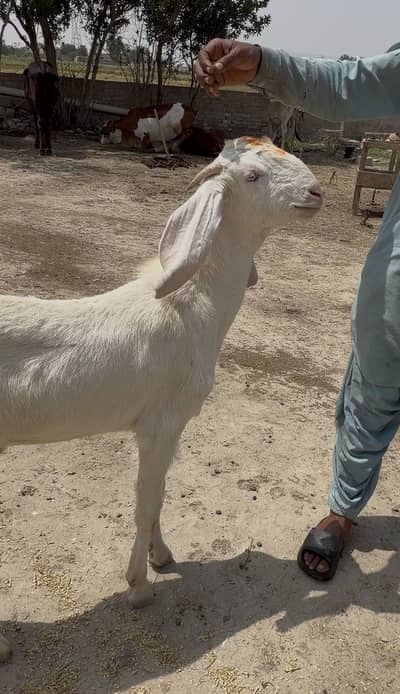 Rajanpuri Bakray for sale Qurbani offer