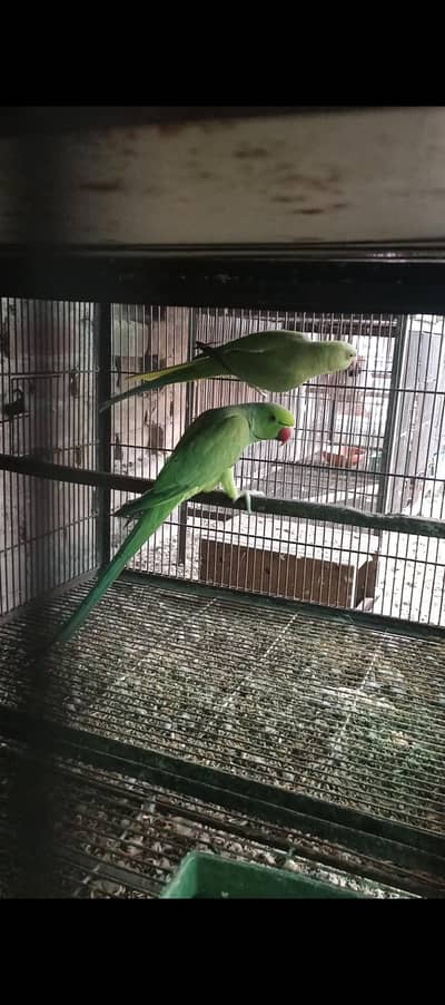 green pair available