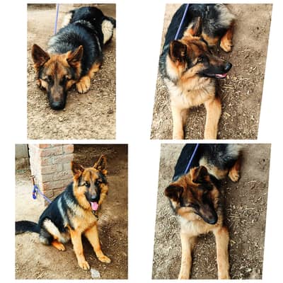 Loyal & Intelligent German Shepherd for Sale