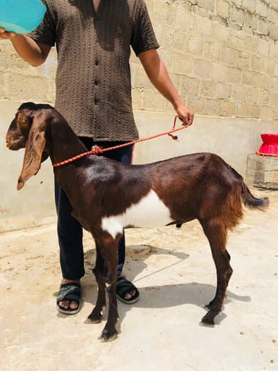 munda khassi bakra 2026 qurbani