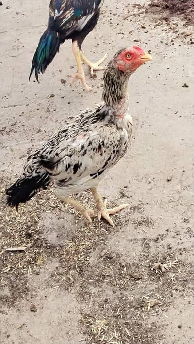 urgent for sale 03146206959