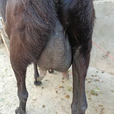 black beatal female goat for sale