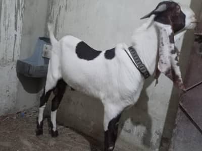 Gulabi abluk bakra