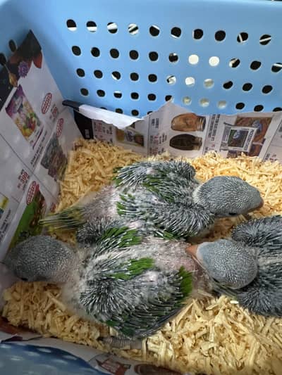 Raw jambo size chicks 03240045535