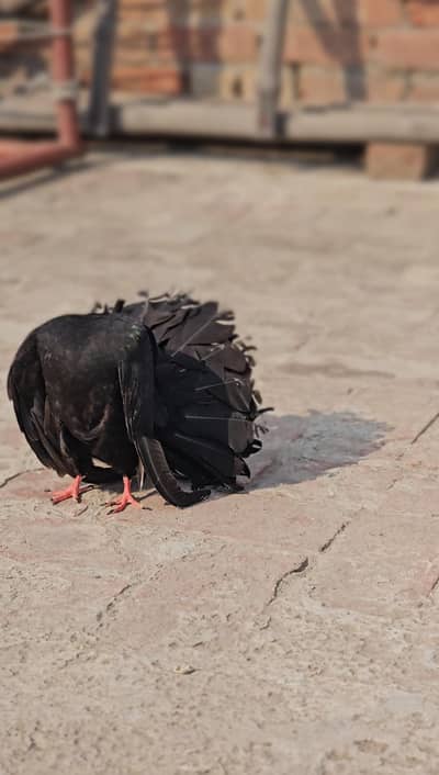 Black English Fantail Male