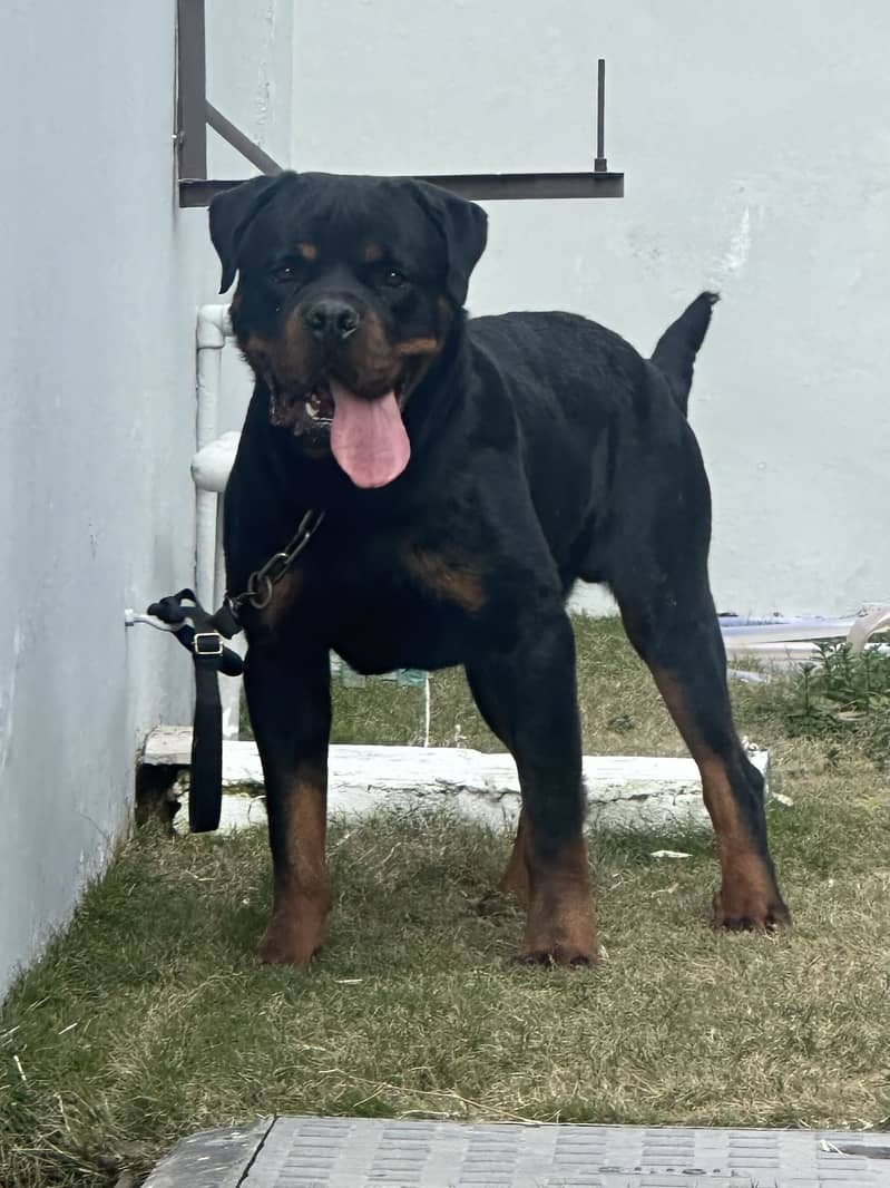 Available for stud 0