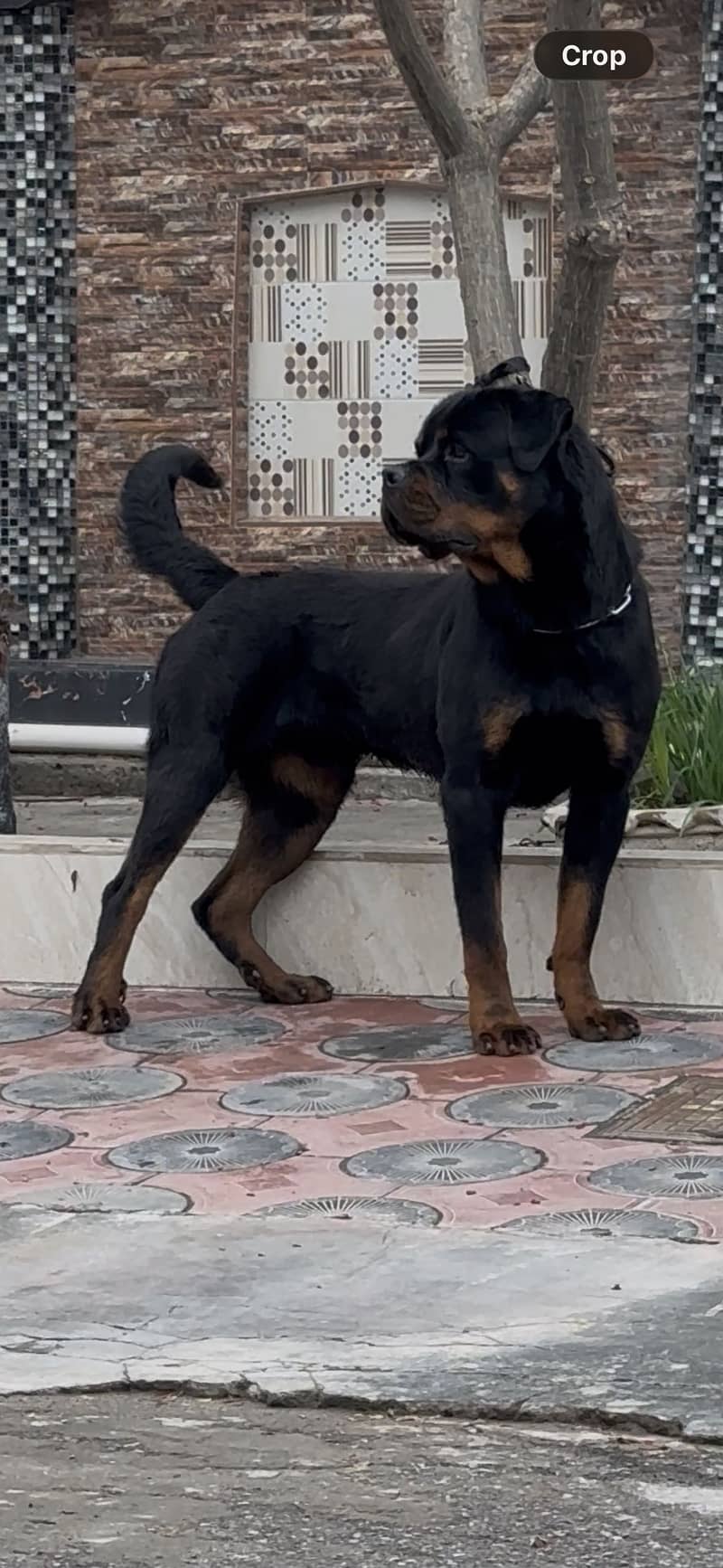 Available for stud 1