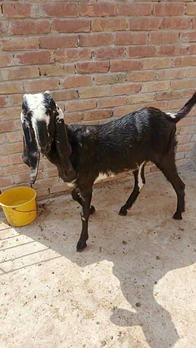 Bakra or path for sale Qurbani 2026