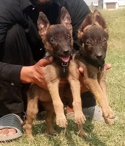 alsatian bhagyari | bhagyari dog | alsatian | puppies pair |puppy |dog