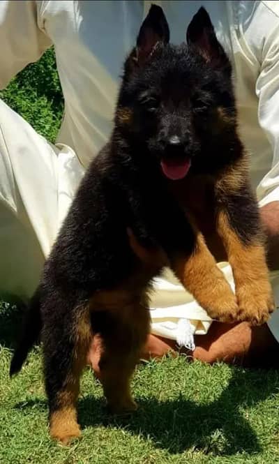 German Shepherd long coat puppy healthy active urgent