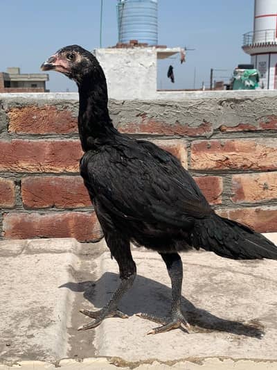 vaitnam x thai resulted parents k chiks ga