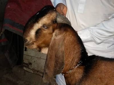 pakka khera Desi khassi Bakra for sale 03017753177whatsap