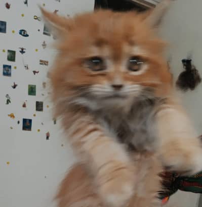 Trained triple coat persian kitten - cute fluffy and playful