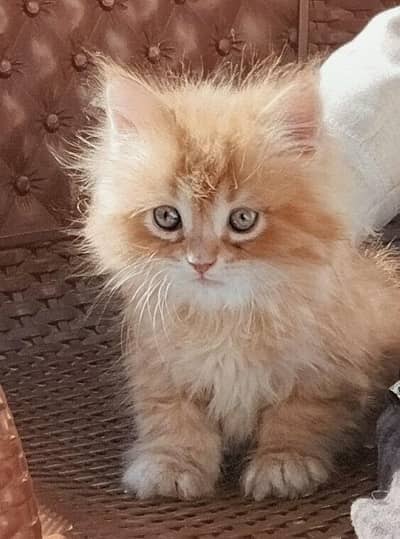 Trained triple coat persian kitten - cute fluffy and playful