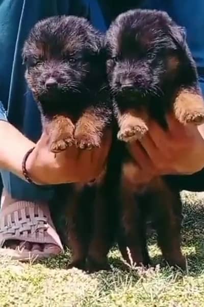 German Shepherd | long coat |  German Shepherd puppies pair | gsd
