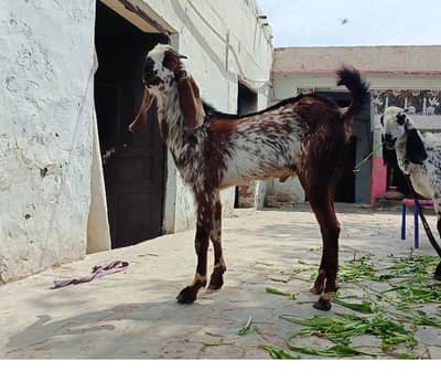 makki china bakra 03115653050